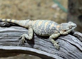 Painted Dragon or Egyptian Rock Agama