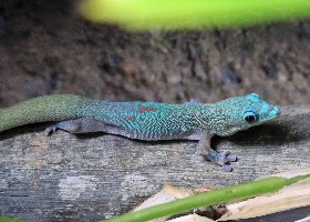 Gold Dust Day Gecko