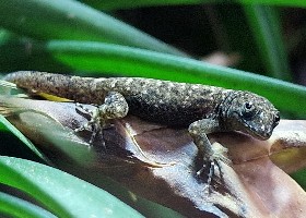 Yellow-headed Gecko female