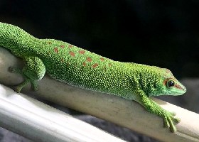 Madagascar Common Day Gecko