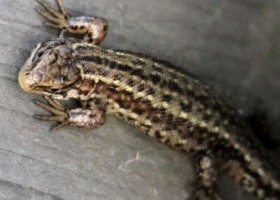 Common European Lizard
