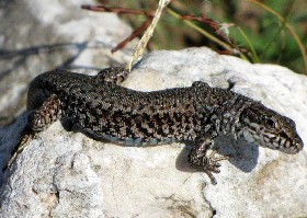 European Wall Lizard