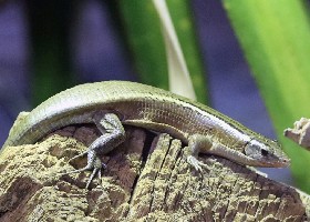 Madagascar Girdled Lizard