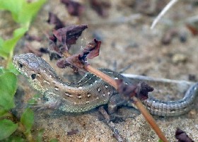 Sand Lizard