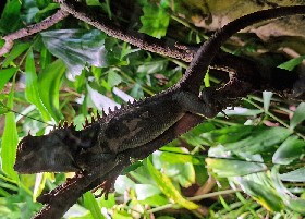 Natalia's Pricklenape