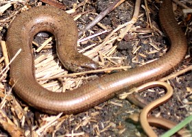 Slowworm