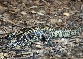 Common Colombian Tegu