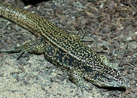 Cryptic Golden Tegu