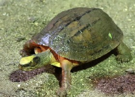 3-striped Box Turtle