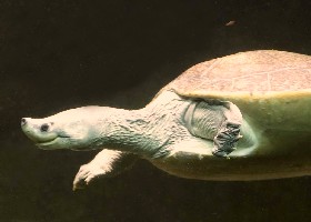 Northern River Batagur