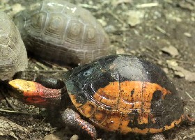 Indochinese Box Turtle