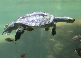 Burmese Roofed Turtle or Batagur