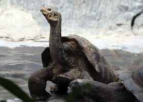 Pinzon Giant Tortoise