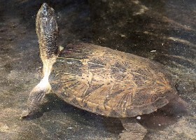 Eastern Black-bridged Leaf Turtle