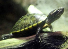 Meekong Snail-eating Turtle
