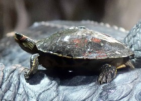 Indian Roofed Turtle