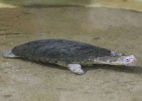 African Helmeted Turtle