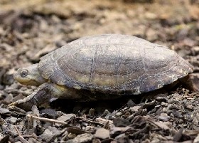 African Helmeted Turtle