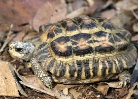 Flat-backed Tortoise