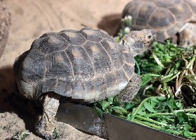 Texas Tortoise