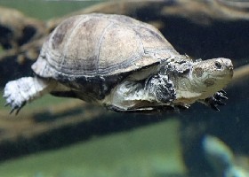 African Helmeted Turtle