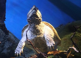 Alligator Snapping Turtle