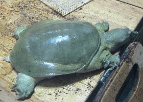 Asian Soft Shell Turtle
