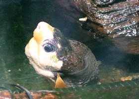 Malaysian Flat-shelled Turtle