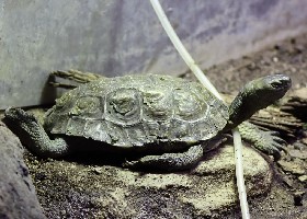 Mediterranean Pond Terrapin