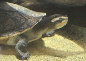 Red-bellied Short-necked Turtle