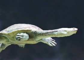 Northern/New Guinea Snake-necked Terrapin