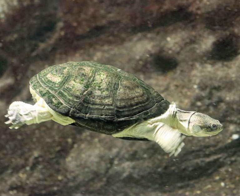 West African Mud Turtle