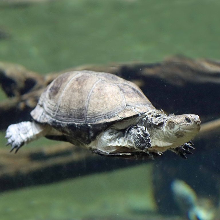 African Helmeted Turtle