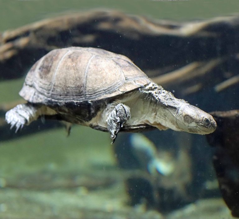 African Helmeted Turtle