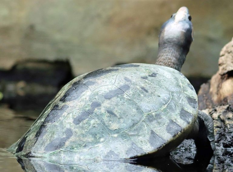 Painted Terrapin