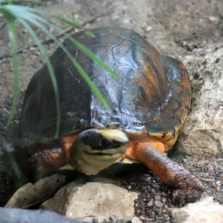 Three-striped Box Turtle
