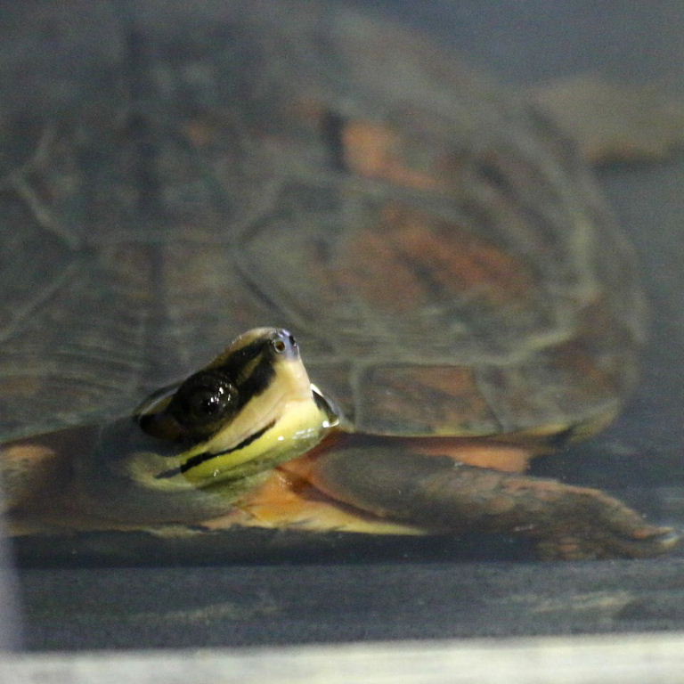 Three-striped Box Turtle