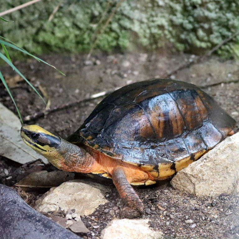 Three-striped Box Turtle