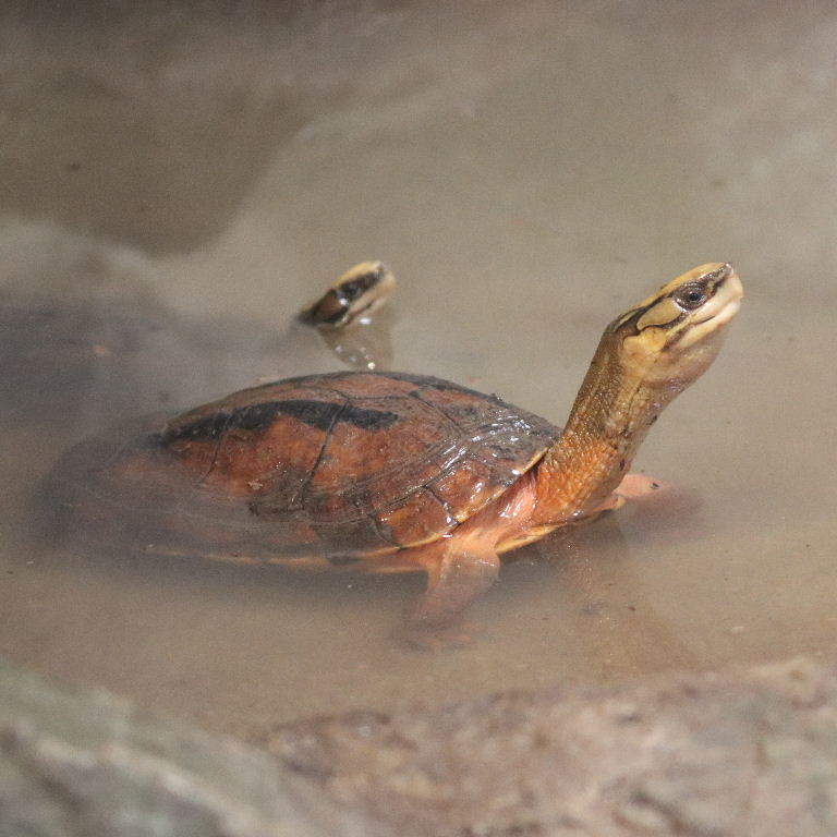 Three-striped Box Turtle