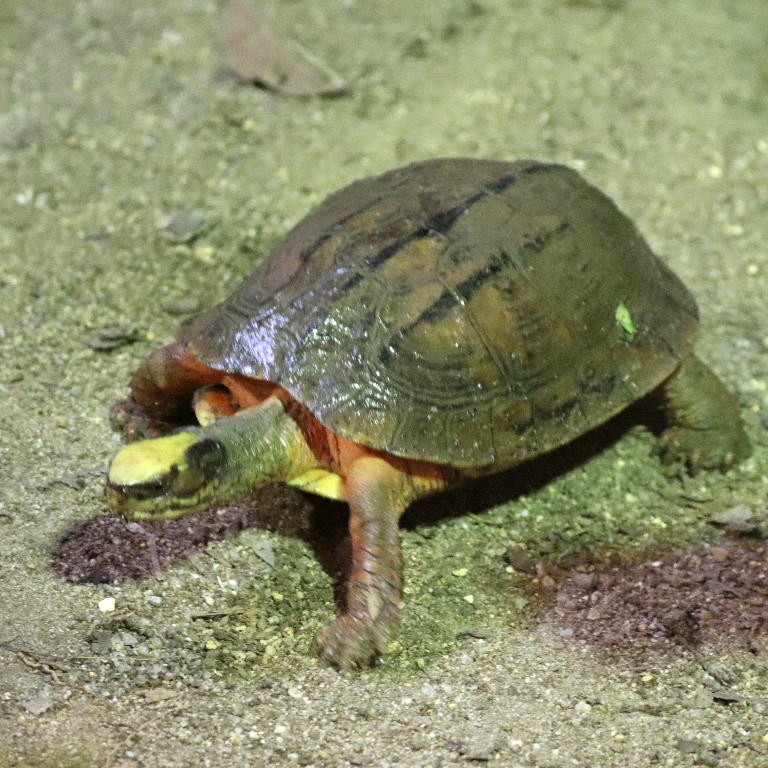 Three-striped Box Turtle