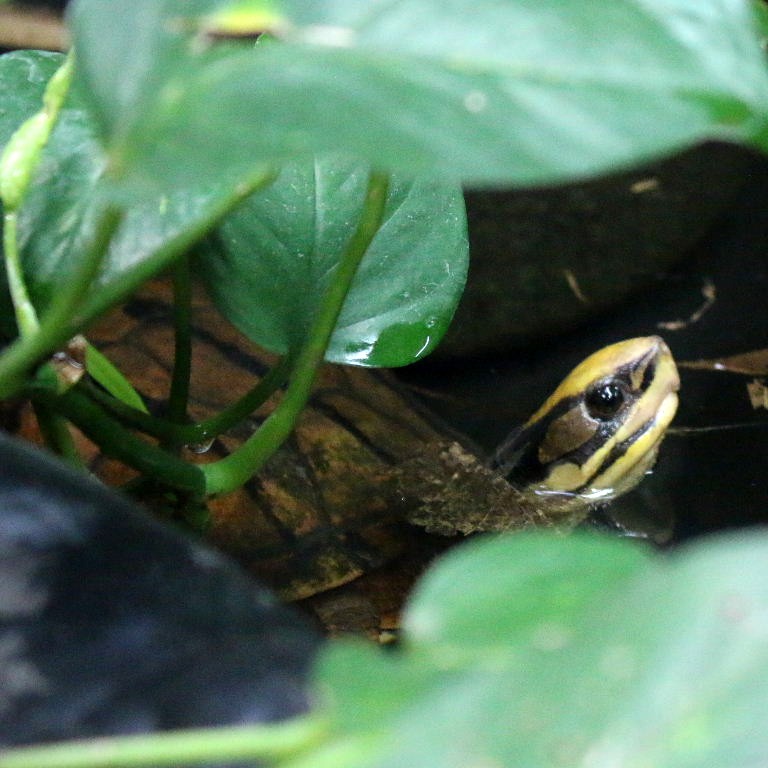 Three-striped Box Turtle