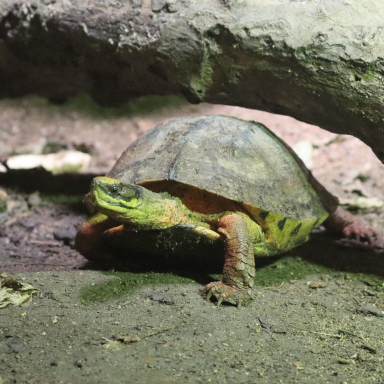 Three-striped Box Turtle
