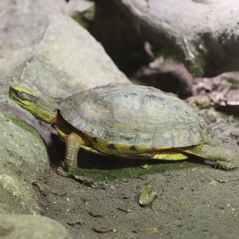 Three-striped Box Turtle
