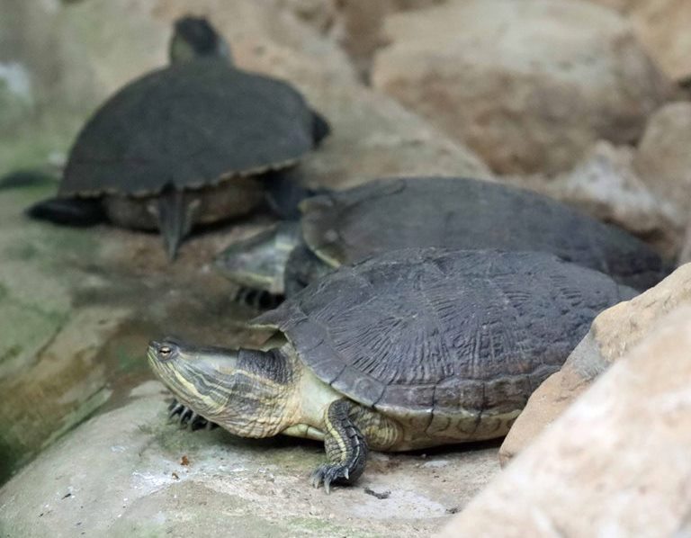 North Antillean Slider