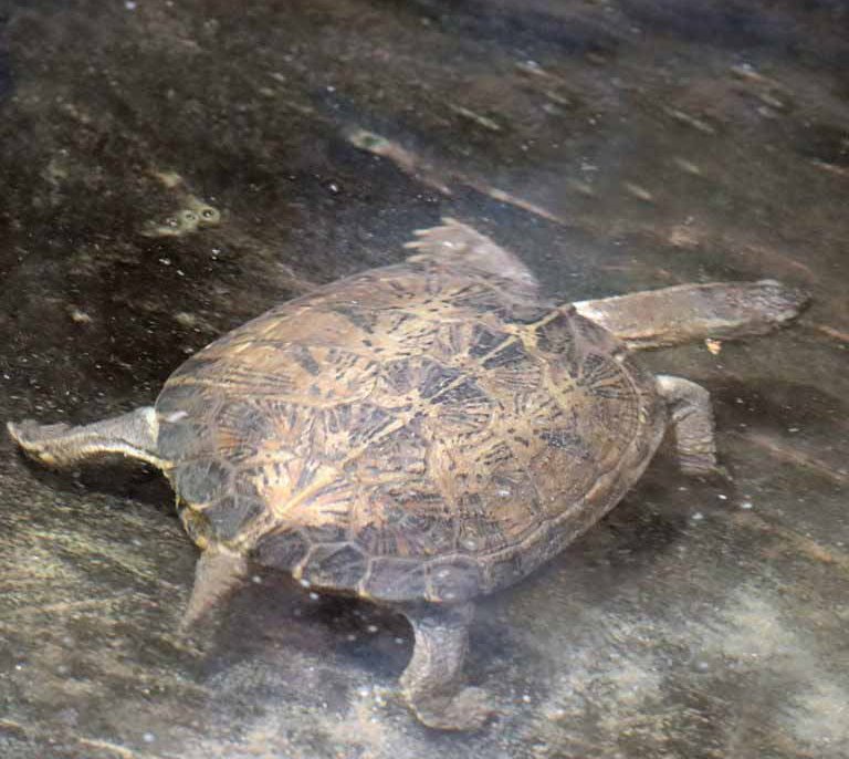 Eastern Black-bridged Leaf Turtle