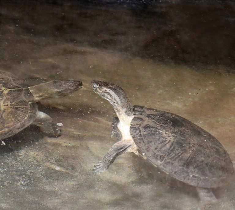 Eastern Black-bridged Leaf Turtle