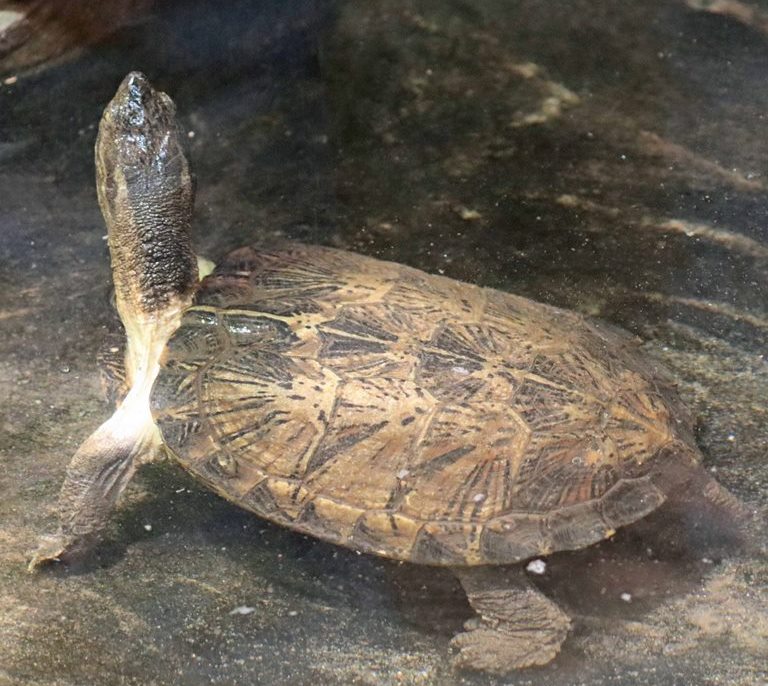Eastern Black-bridged Leaf Turtle