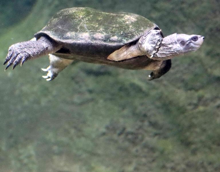 Indian Black Pond Terrapin/Turtle