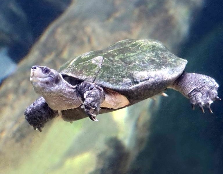 Indian Black Pond Terrapin/Turtle