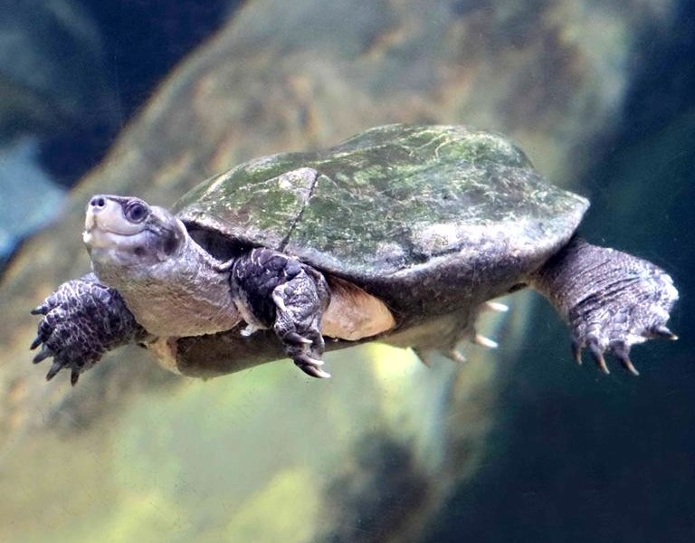 Indian Black Pond Terrapin/Turtle